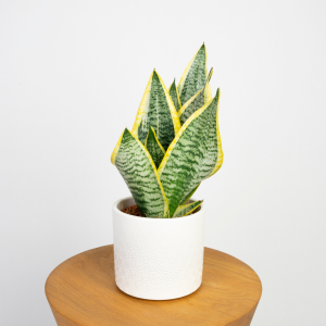 Sansewieria Futura Superba (Sansevieria trifasciata): sztywne liście z żółtym obrzeżeniem w doniczce