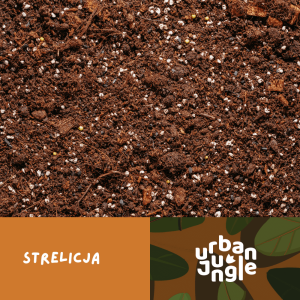 Podłoże Urban Jungle dedykowane do strelicji białej