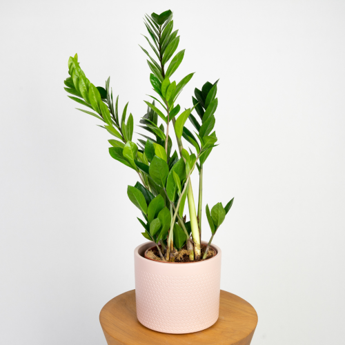 Zamiokulkas zamiolistny (Zamioculcas zamiifolia) w doniczce, błyszczące pierzaste liście