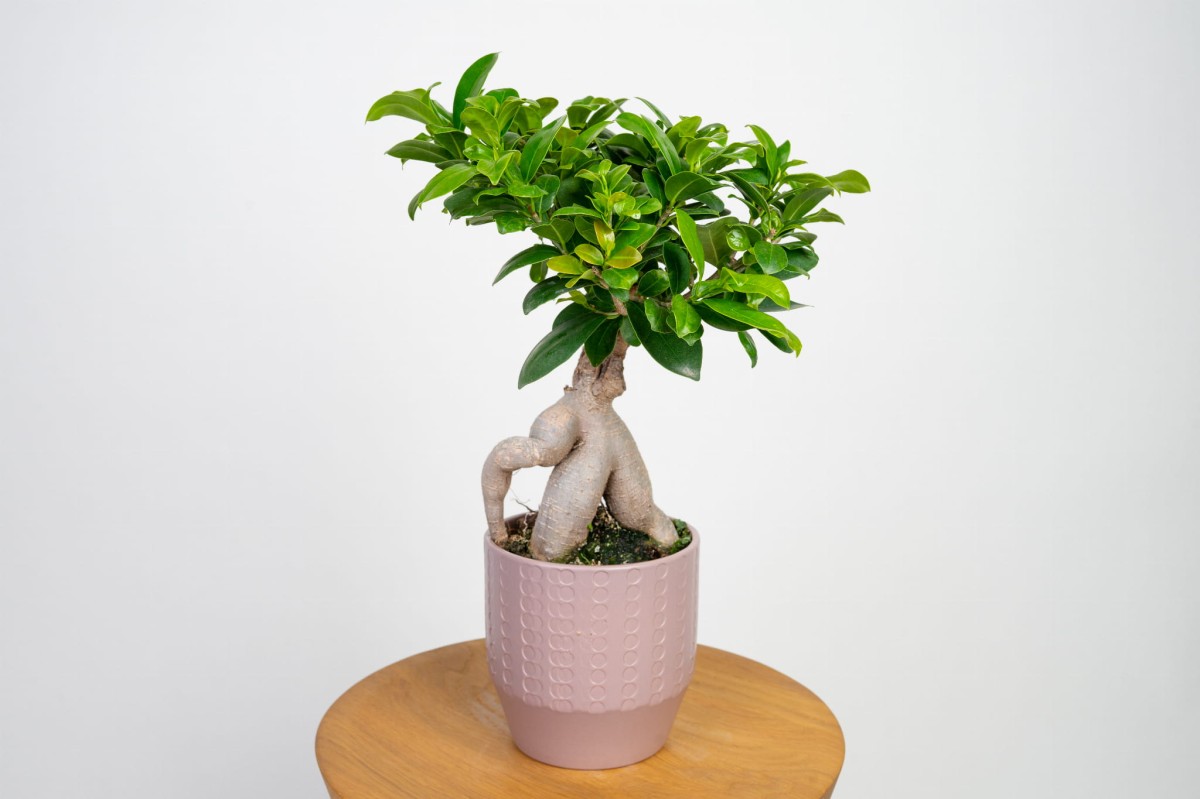 Ficus retusa (F. microcarpa) - BONSAI