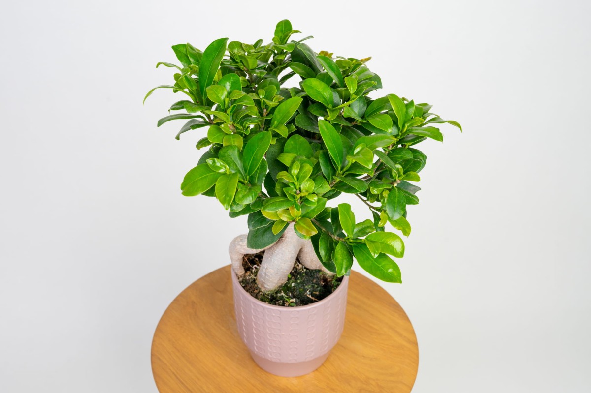 Ficus retusa (F. microcarpa) - BONSAI