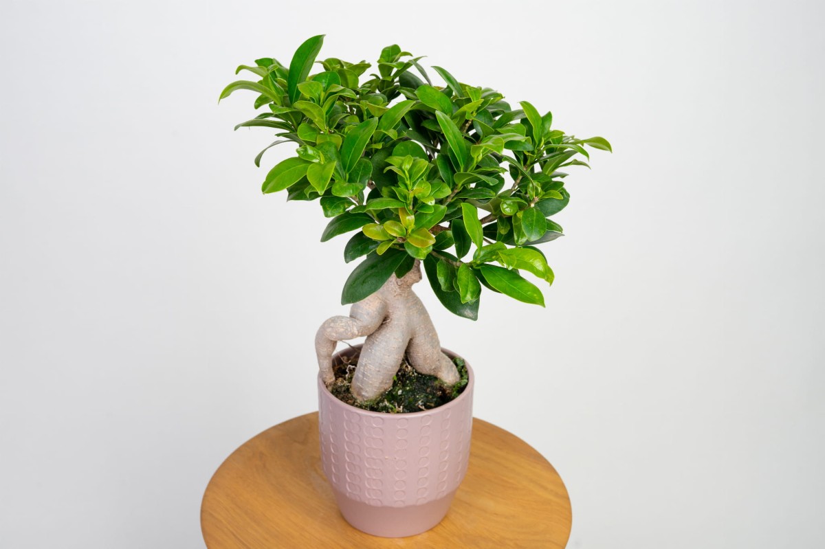 ficus-retusa-microcarpa-bonsai-02.jpg