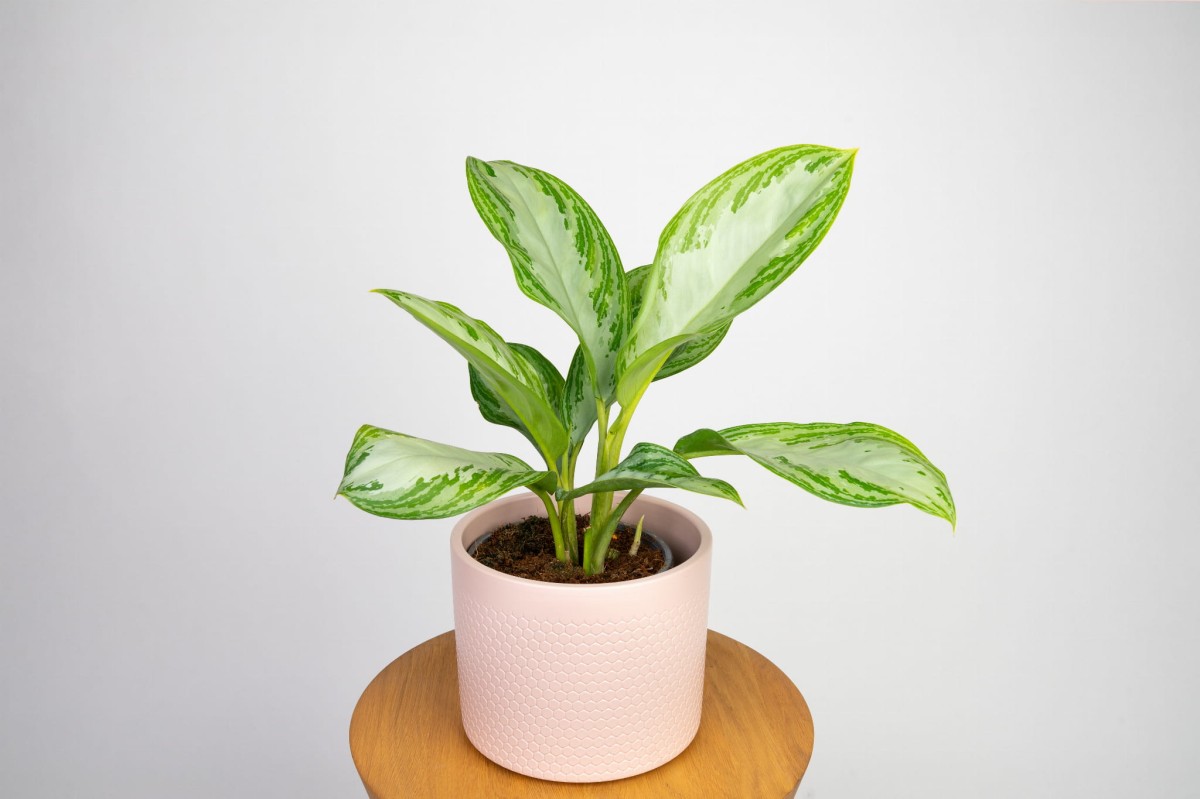 aglaonema-silver-bay-03.jpg