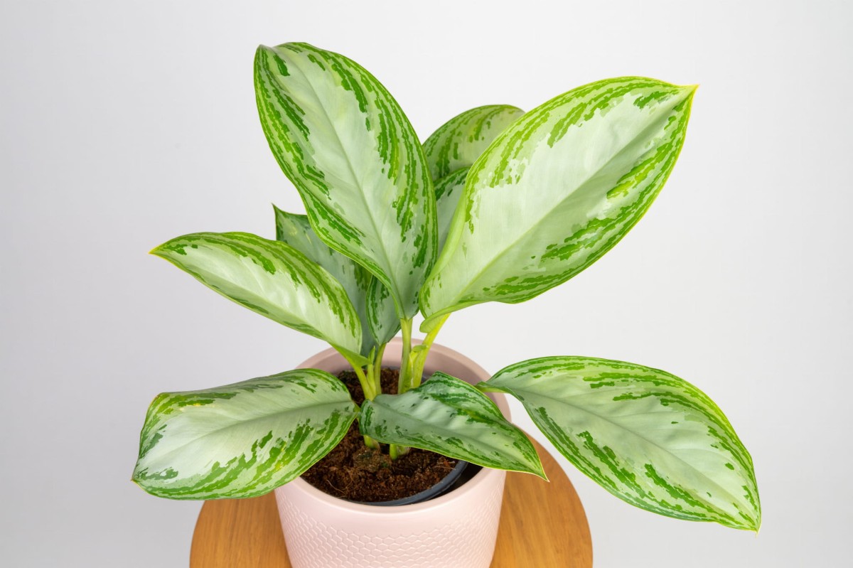 aglaonema-silver-bay-04.jpg