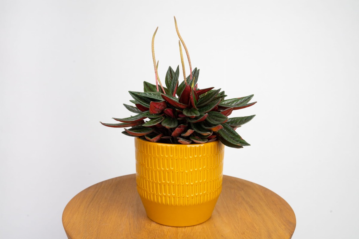 peperomia-caperata-rosso.jpg