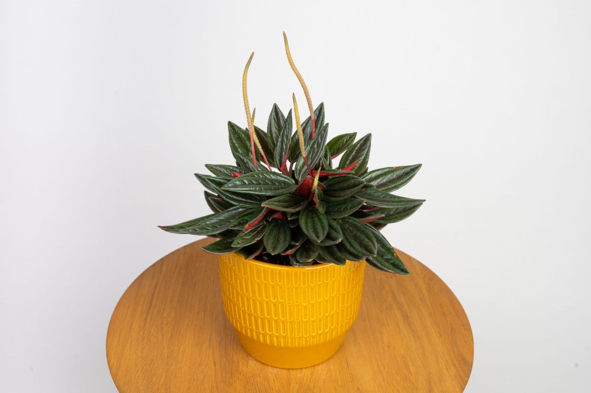 peperomia-caperata-rosso-02.jpg