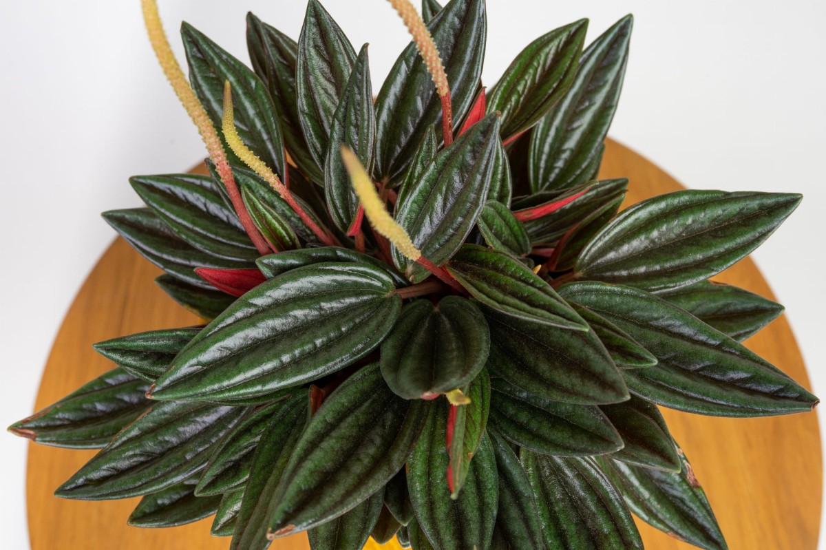 peperomia-caperata-rosso-05.jpg