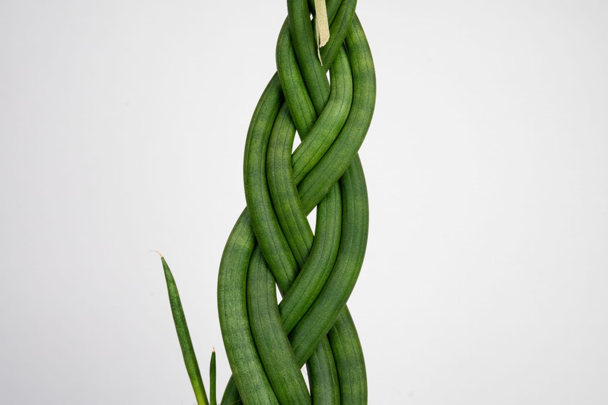 sansevieria-cylindrica-braided-warkocz-05.jpg