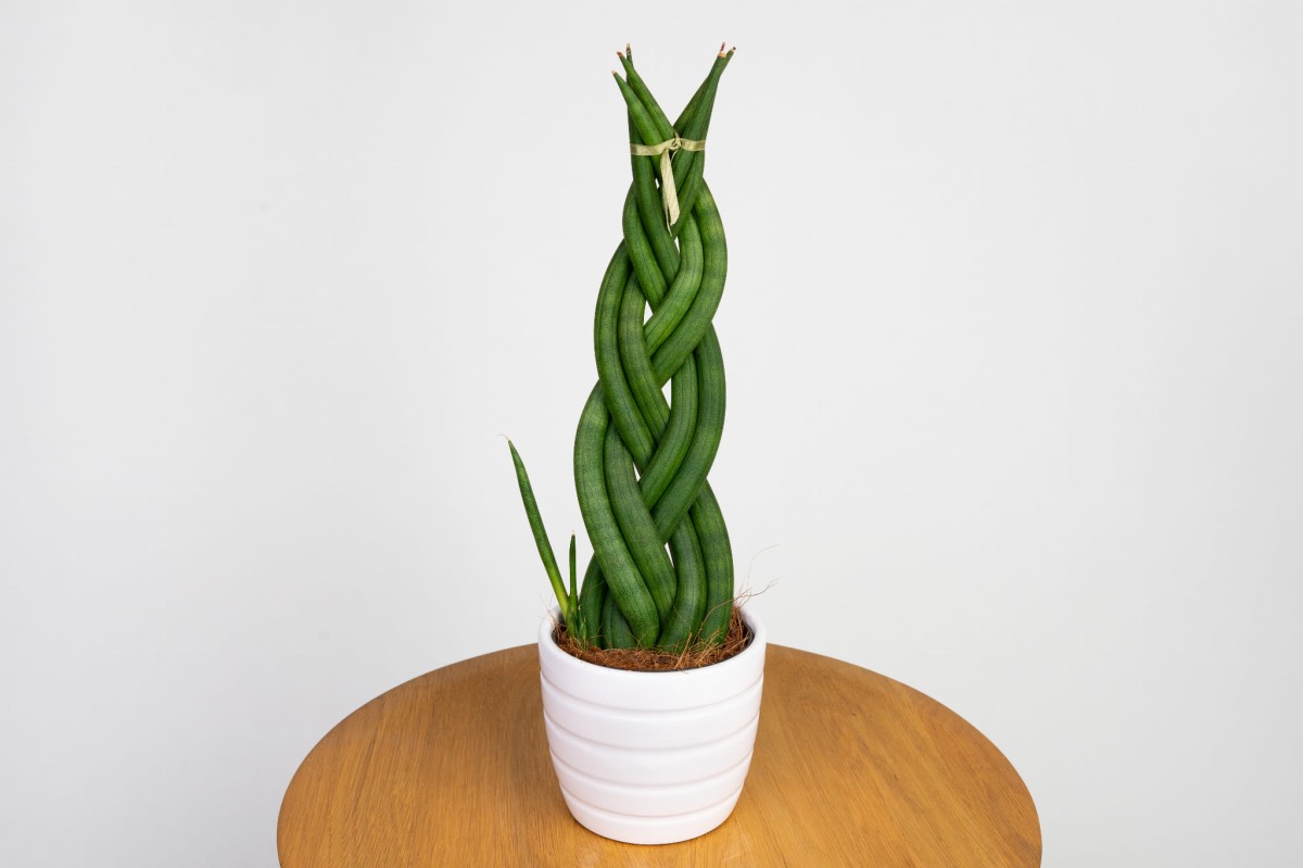 sansevieria-cylindrica-braided-warkocz.jpg