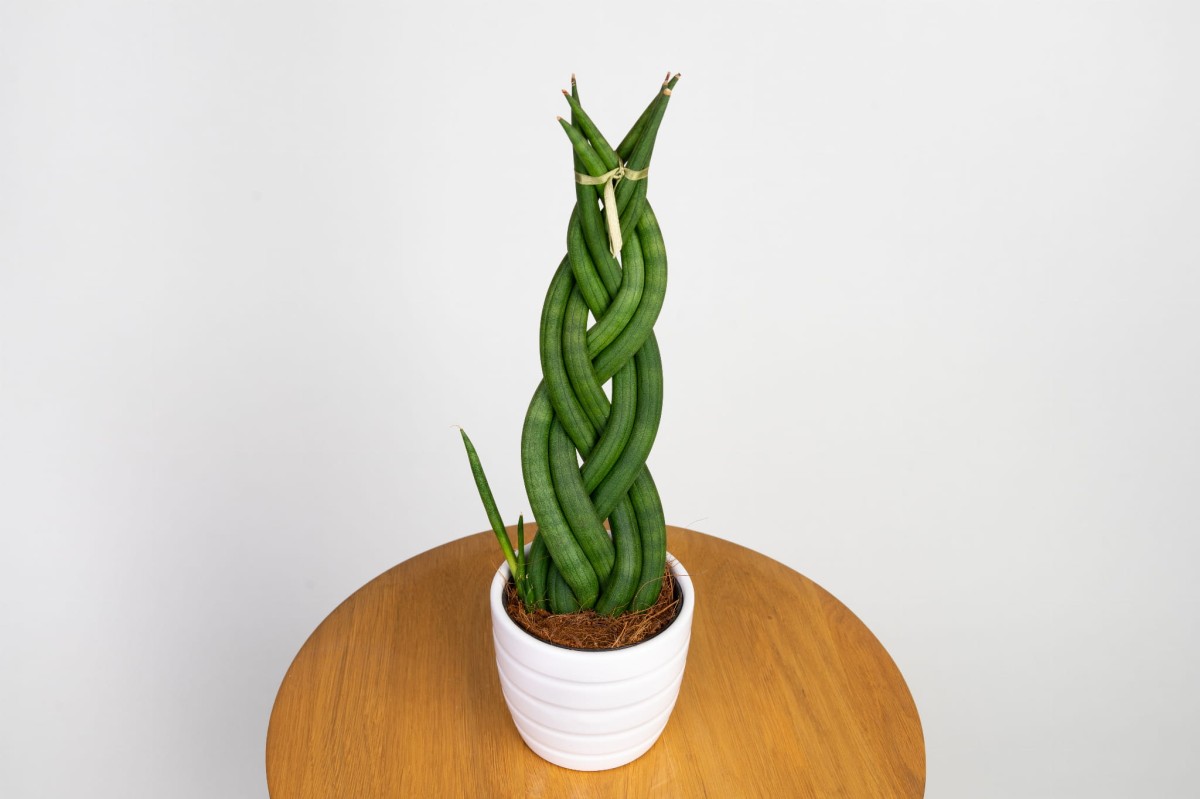 sansevieria-cylindrica-braided-warkocz-02.jpg