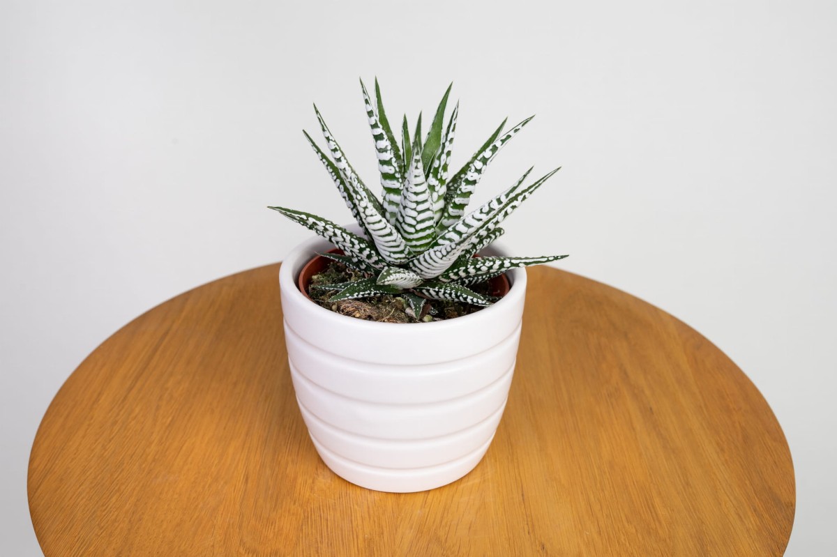 haworthia-fasciata-haworsja-waskolistna-03.jpg