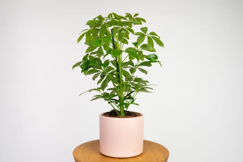 Szeflera drzewkowata 'Schefflera'