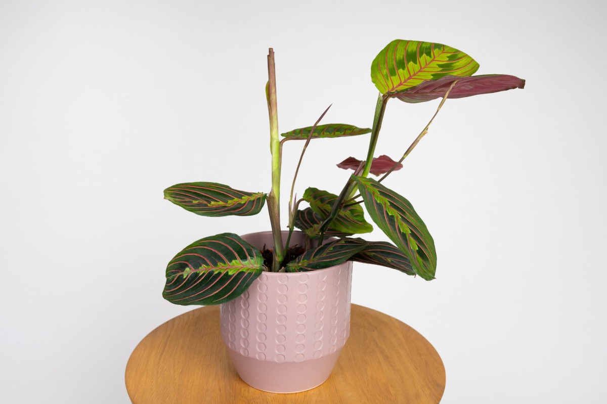 maranta-leuconeura-fascinator-tricolor.jpg