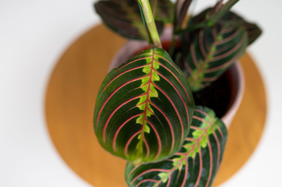 maranta-leuconeura-fascinator-tricolor-05.jpg