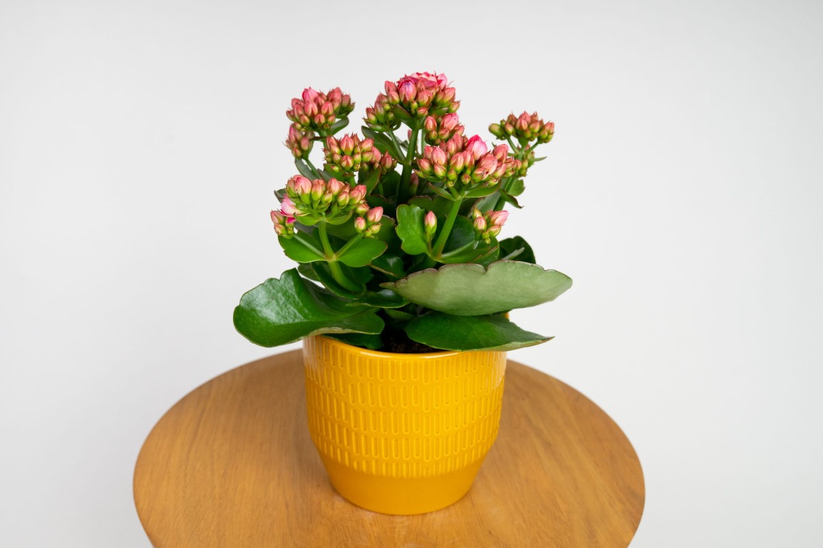 Kalanchoe Blossfelda – rozowa.jpg