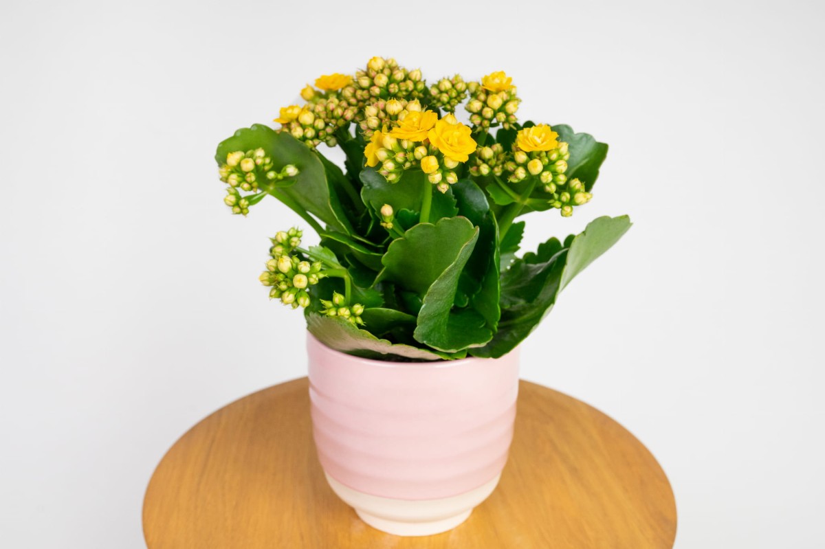 Kalanchoe-Blossfelda-żółta-07.jpg