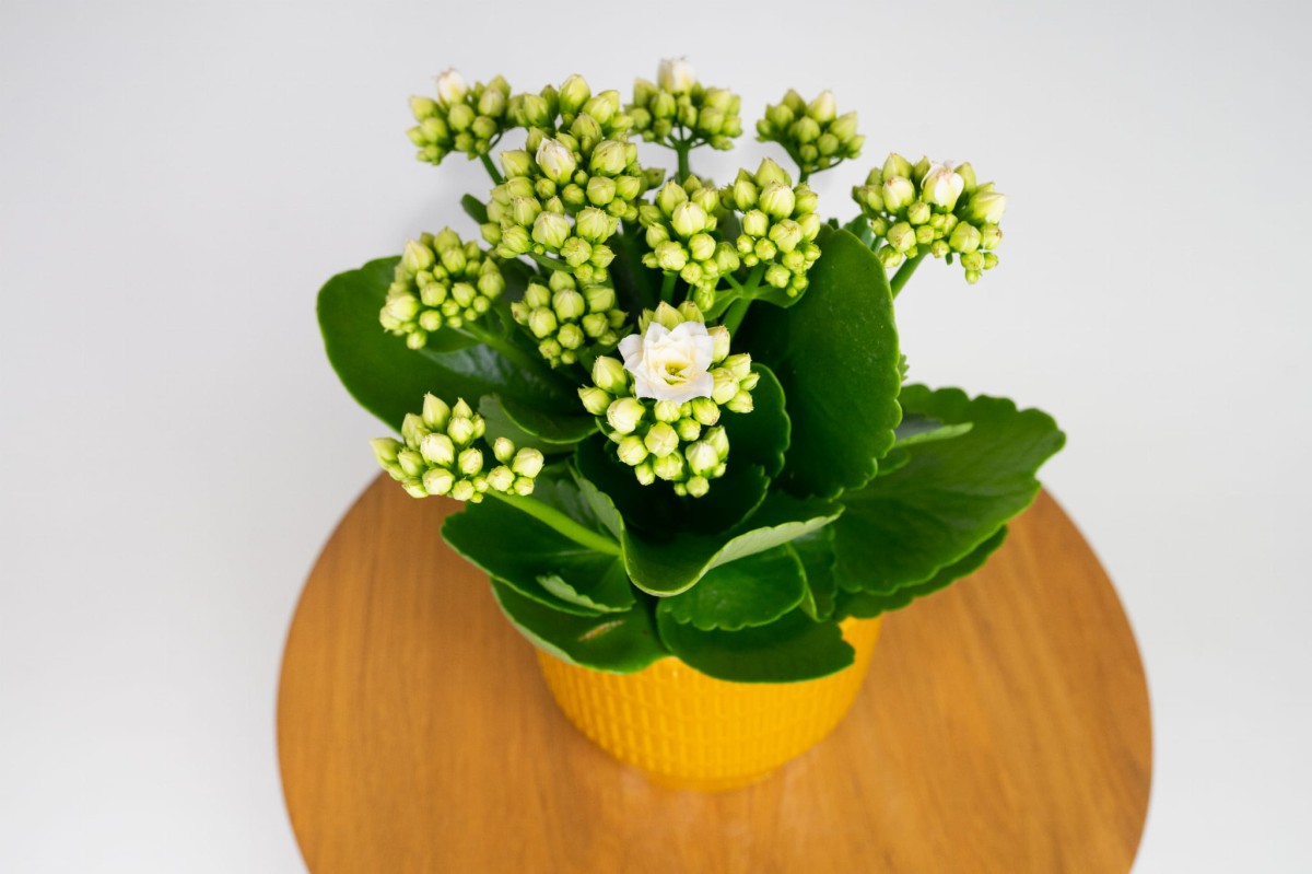 Kalanchoe-blossfelda-perlowa-04.jpg