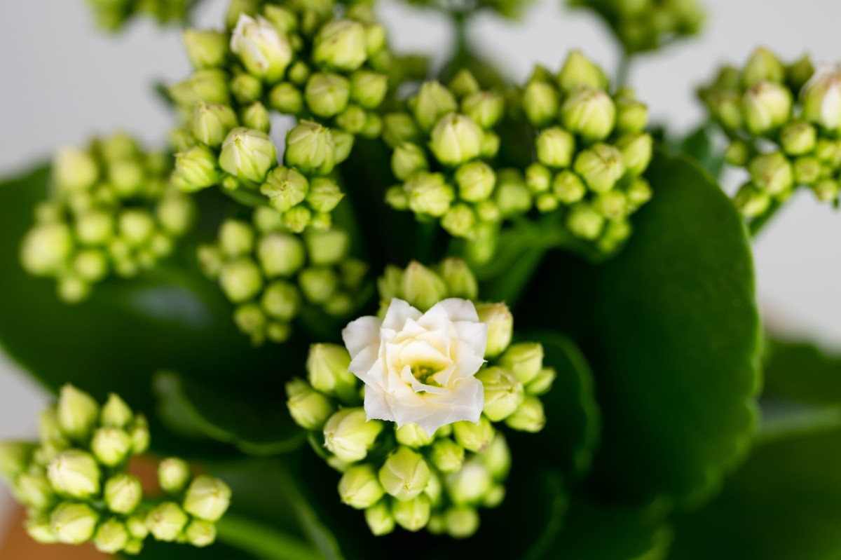 Kalanchoe-blossfelda-perlowa-06.jpg