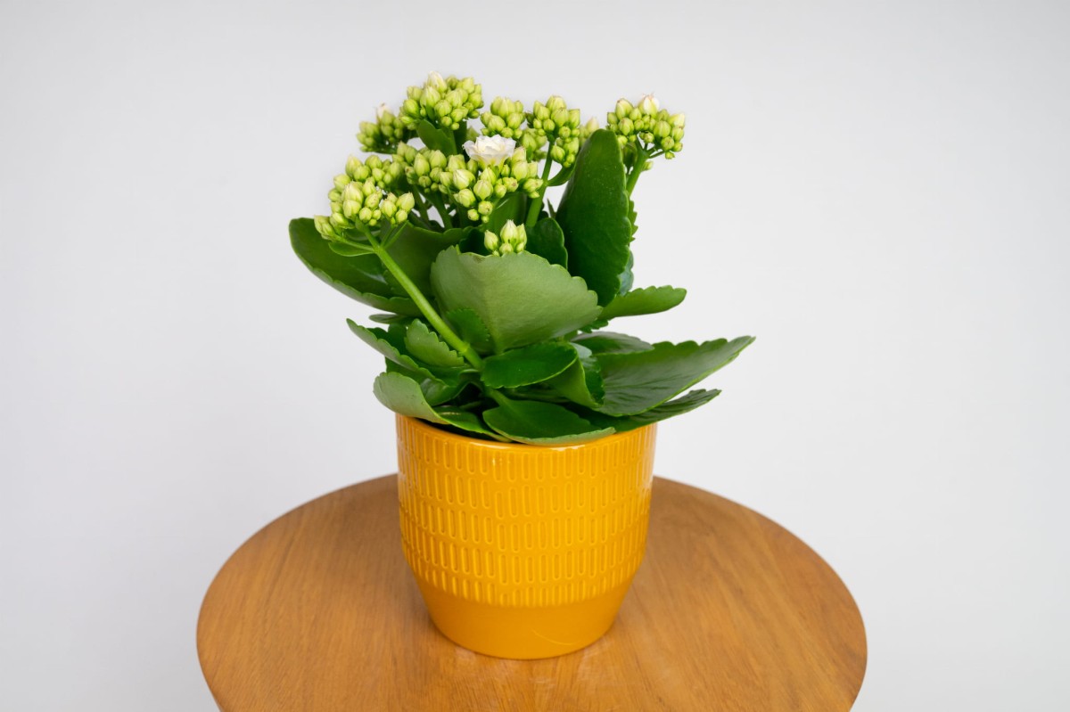 Kalanchoe-blossfelda-perlowa.jpg