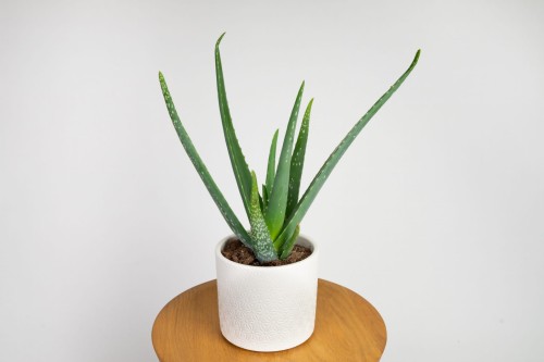 Aloes zwyczajny (Aloe vera)