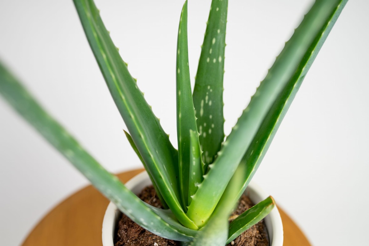 aloes-zwyczajny-aloe-vera-03.jpg