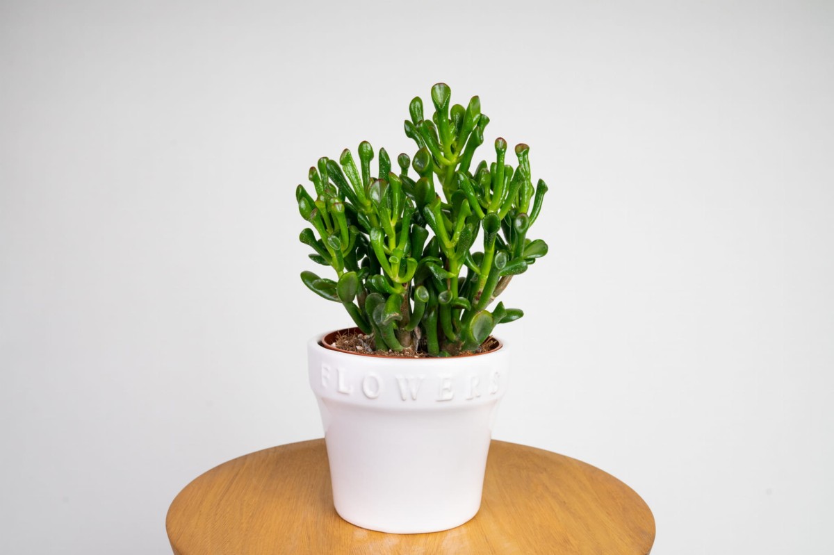 Grubosz-Crassula-Hobbit-Crassula-ovata.jpg