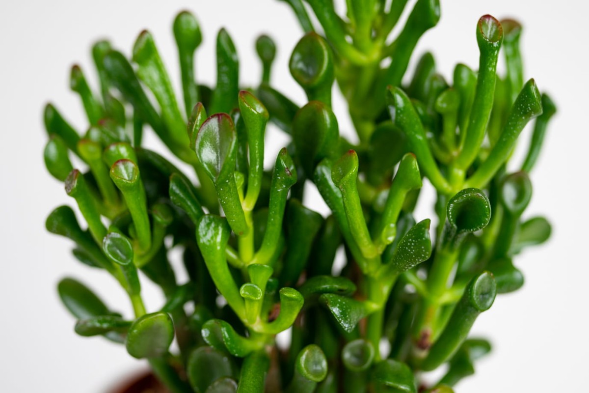 Grubosz Crassula ‘Hobbit’ (Crassula ovata)