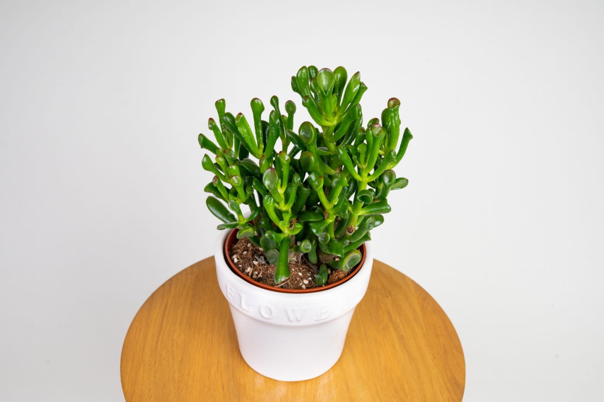 Grubosz-Crassula-Hobbit-Crassula-ovata-02.jpg