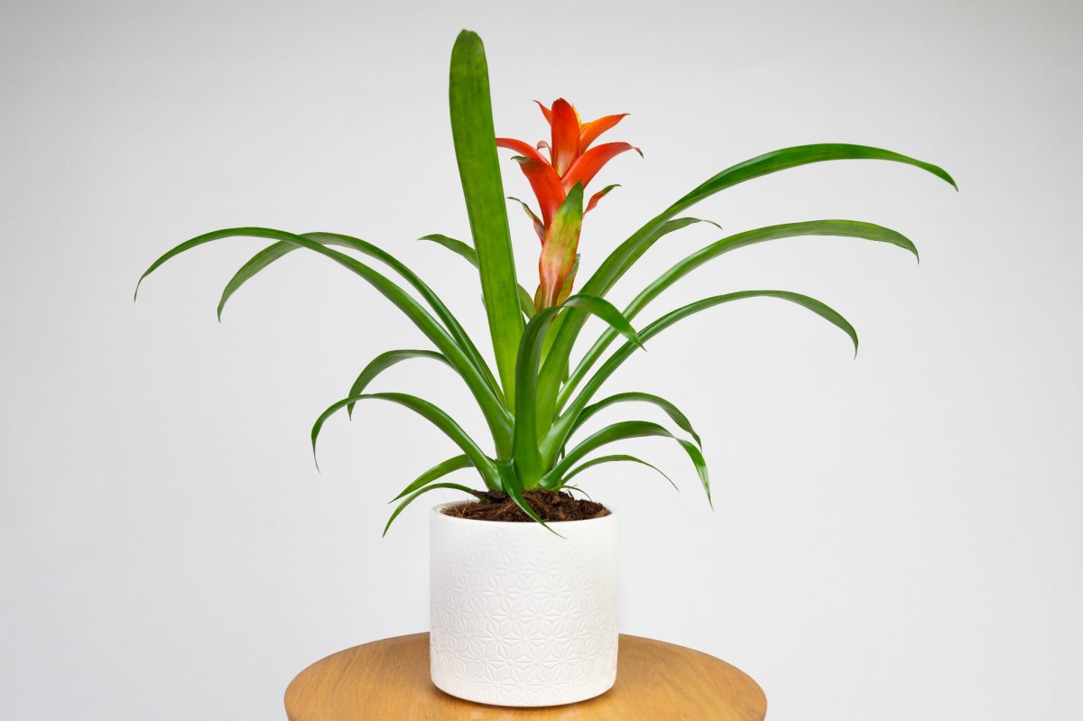 guzmania-ostara.jpg