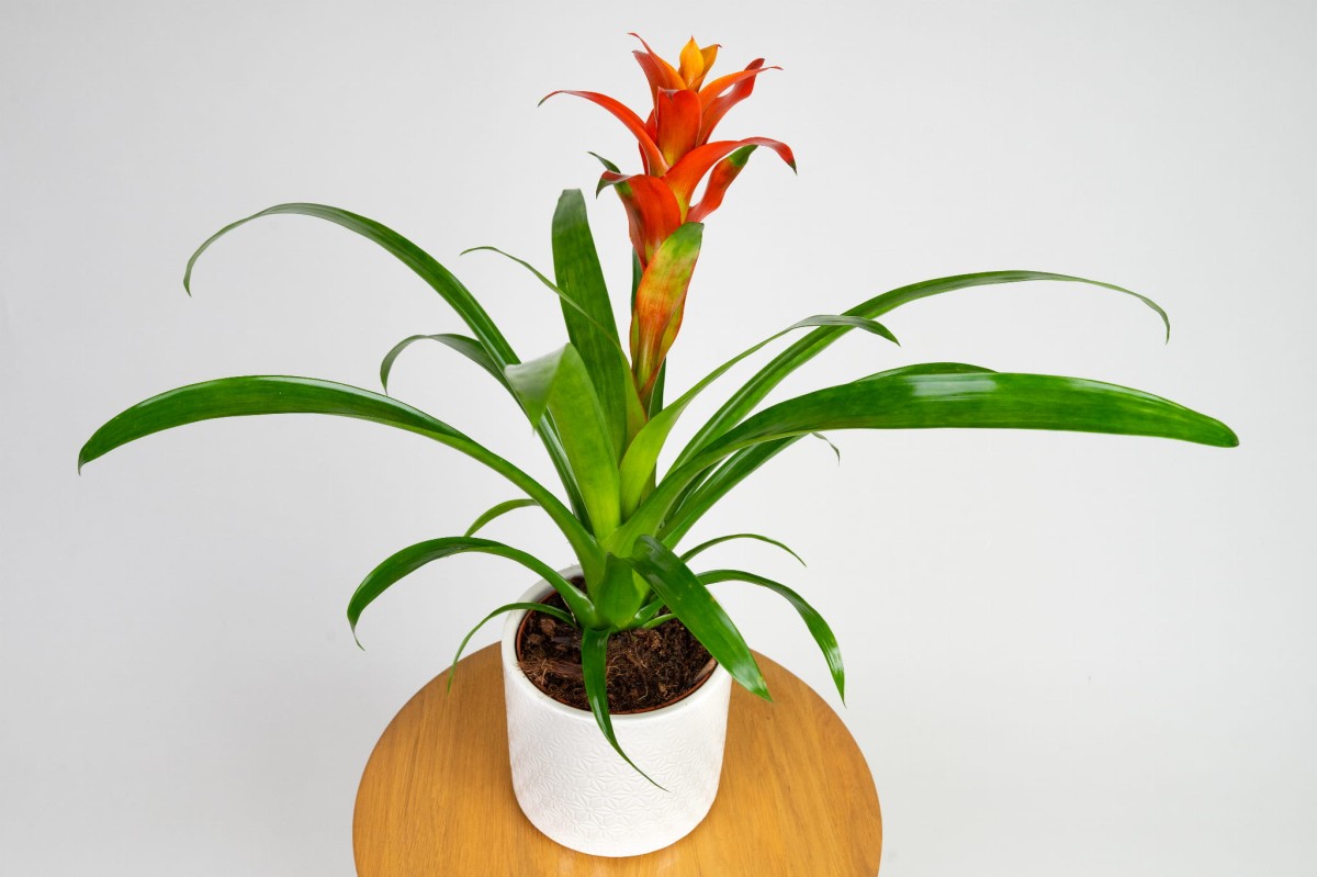 guzmania-ostara-02.jpg