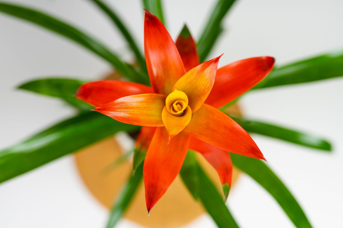 guzmania-ostara-04.jpg