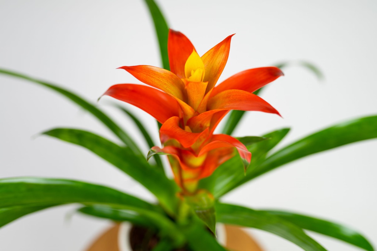 guzmania-ostara-03.jpg