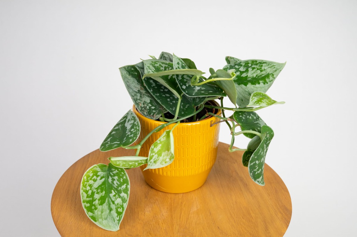 scindapsus-argyraeus.jpg