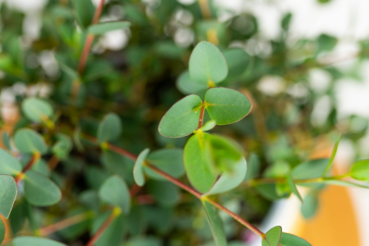 eukaliptus-gumowy-eucalyptus-parvula-03.jpg