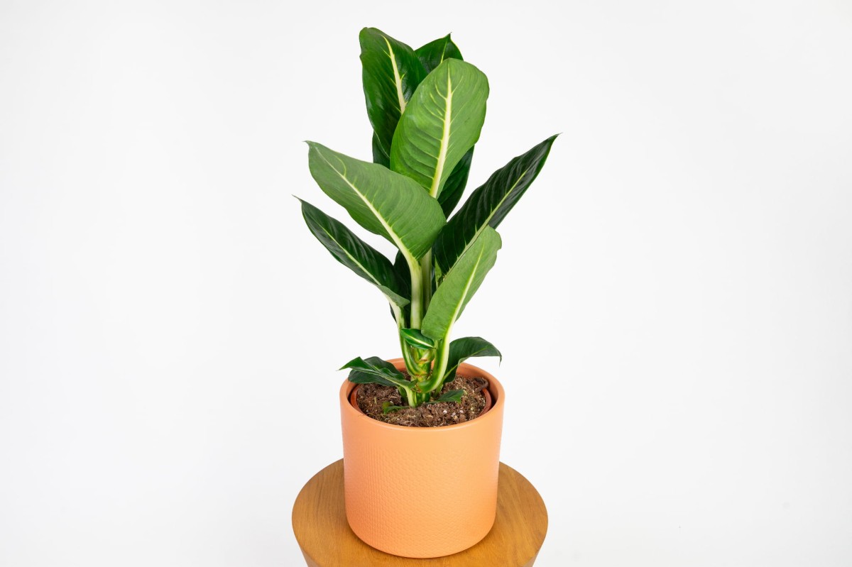 dieffenbachia-green-magic.jpg