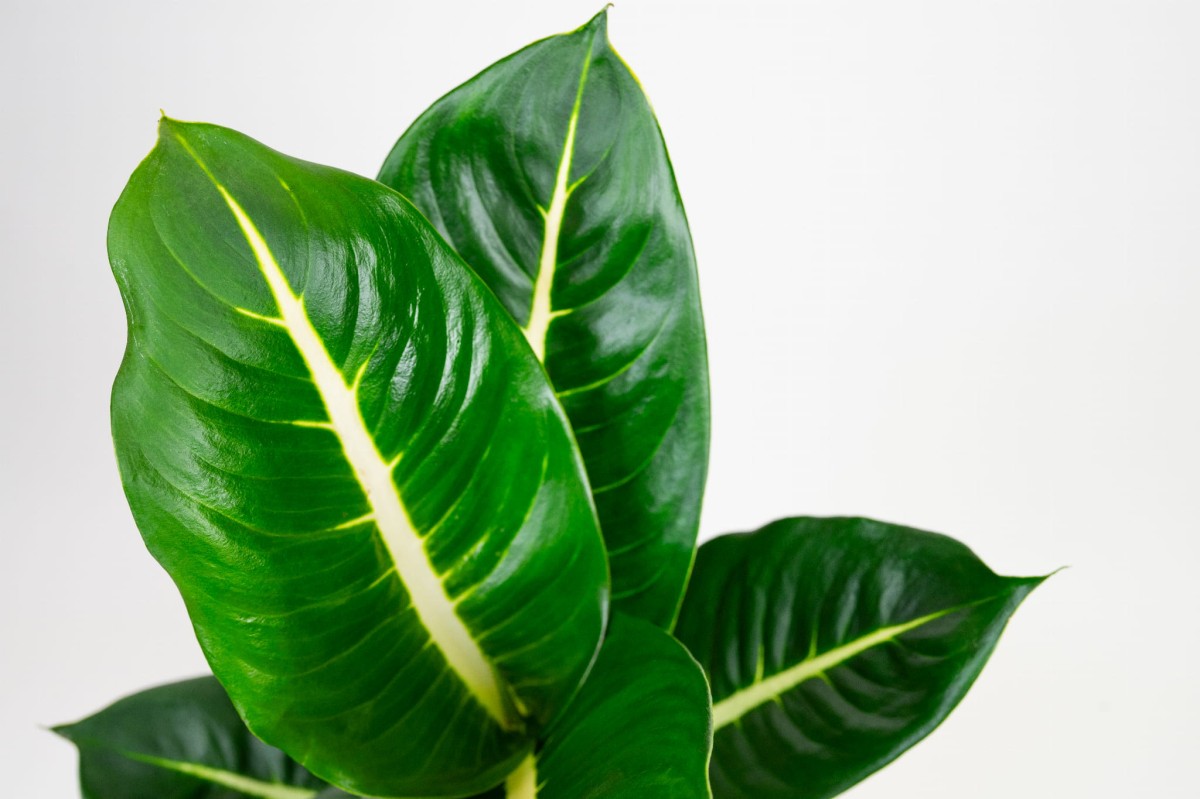 dieffenbachia-green-magic-02.jpg