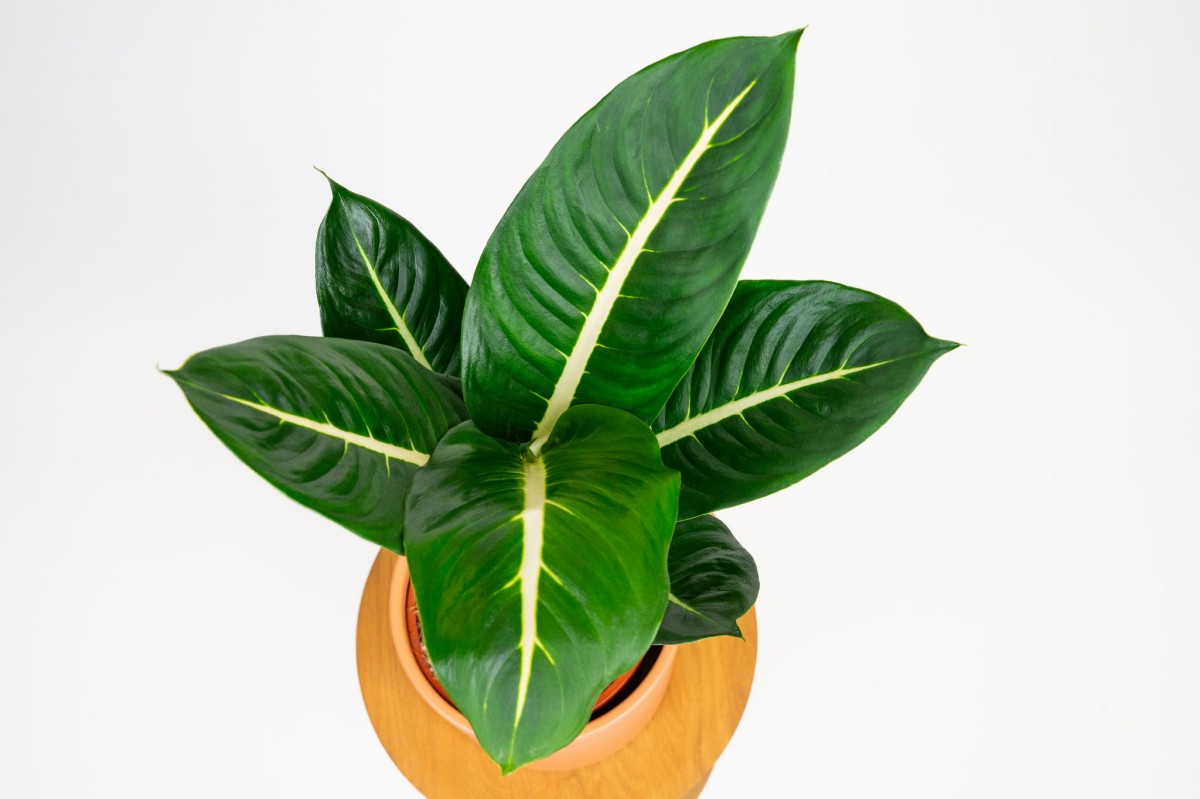 dieffenbachia-green-magic-03.jpg