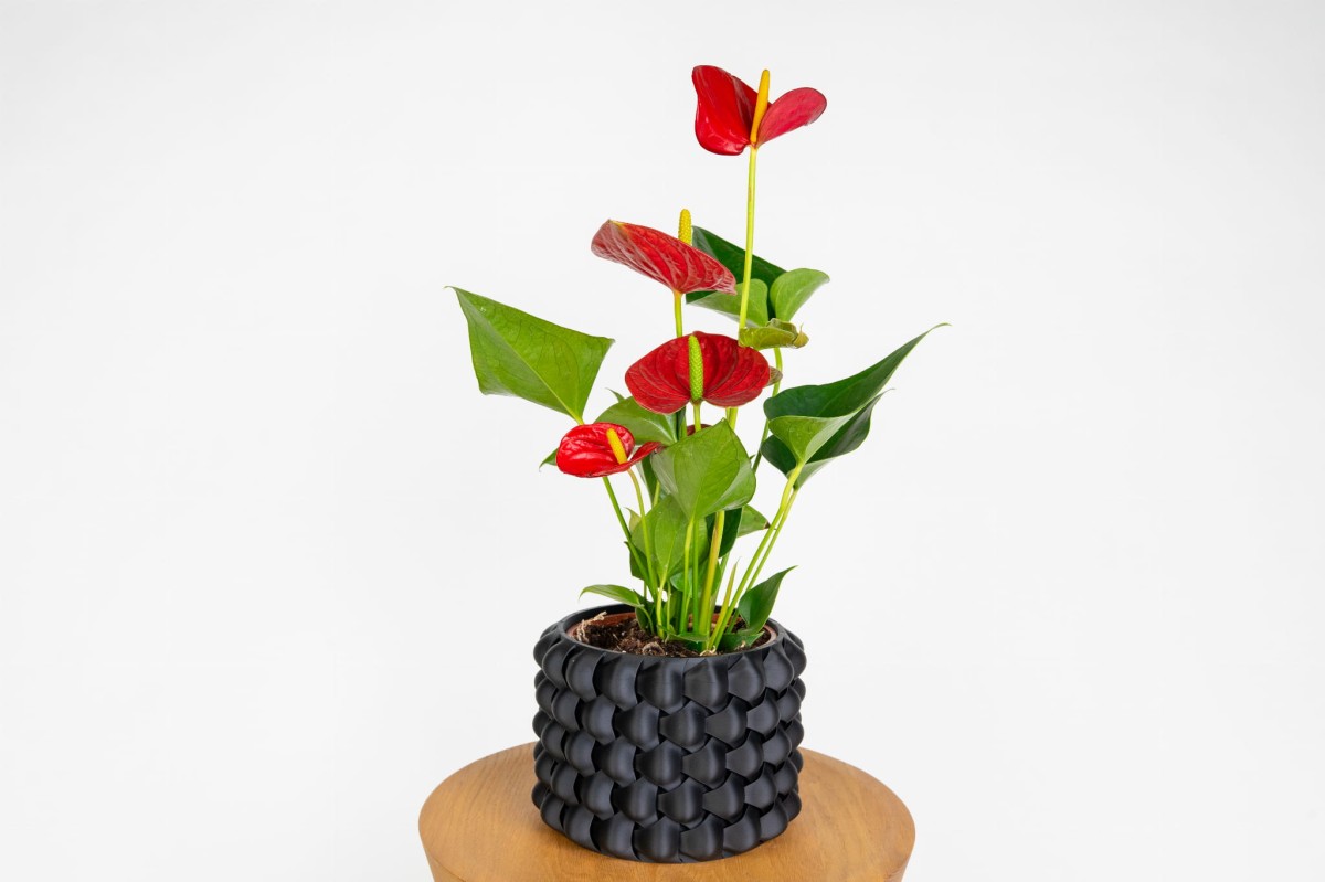 Anturium Picanta Red (Anthurium) – egzotyczna roślina o intensywnie czerwonych kwiatach