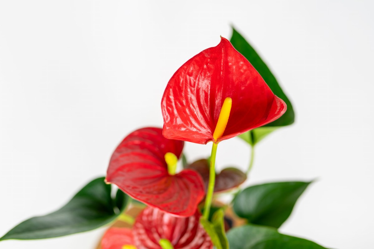 Anturium Picanta Red (Anthurium) – egzotyczna roślina o intensywnie czerwonych kwiatach