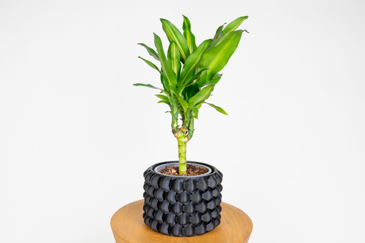 Dracaena Cintho w nowoczesnej doniczce – minimalistyczna ozdoba do wnętrz.jpg