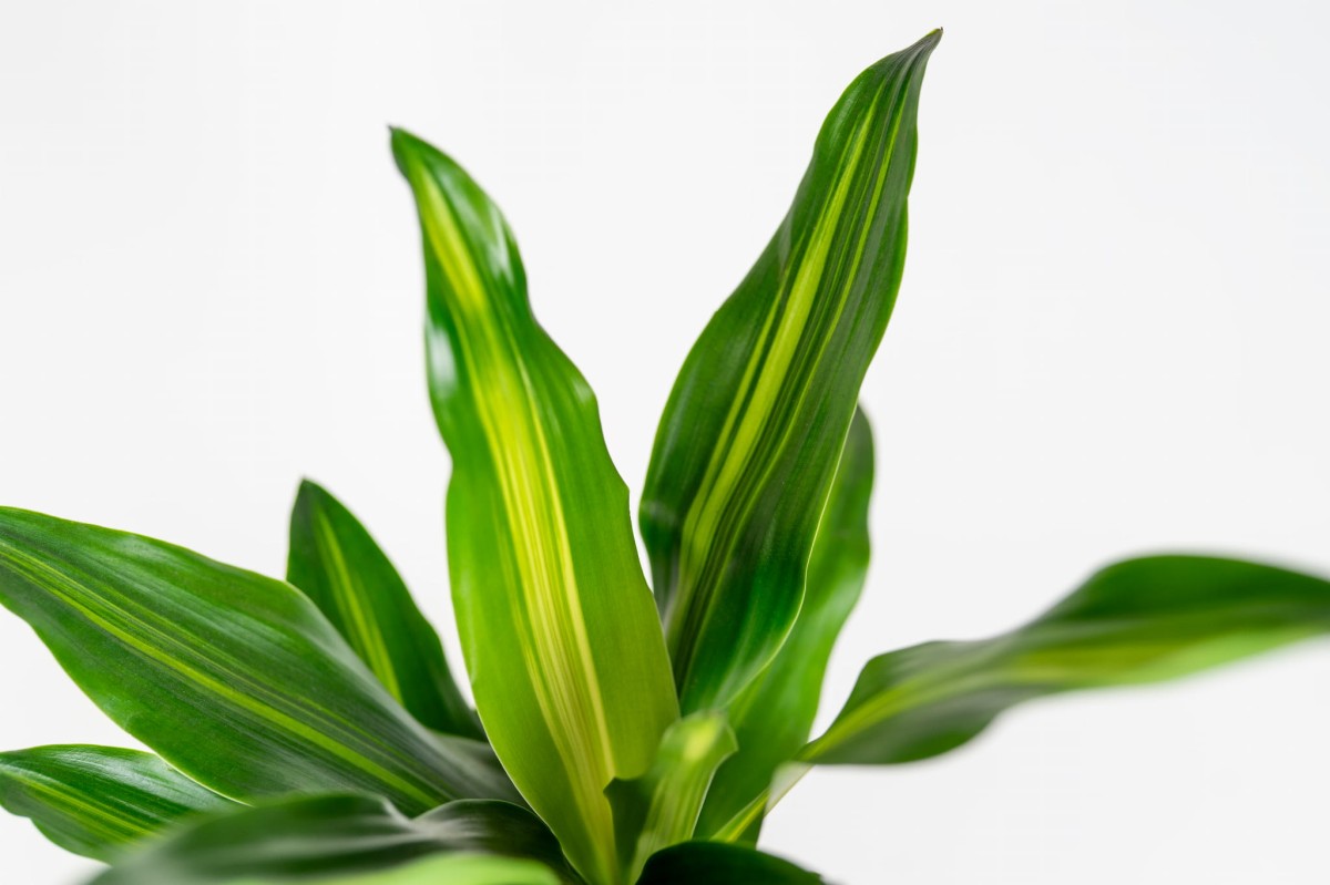 Dracaena Cintho w nowoczesnej doniczce – minimalistyczna ozdoba do wnętrz_2.jpg