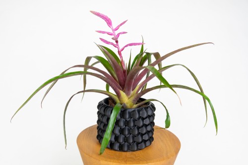 Tillandsia 'Andreas' – Oplątwa
