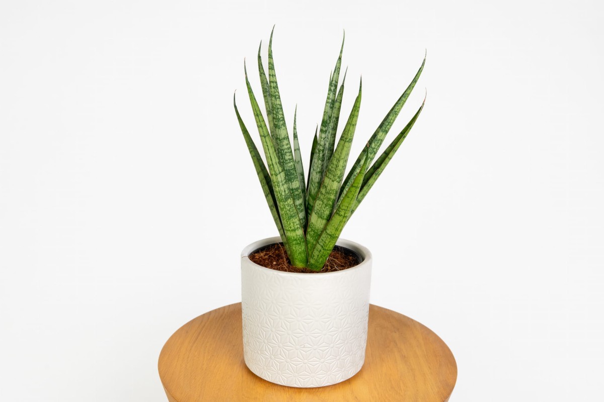 Sansevieria cylindrica 'Dancing Queen' w doniczce – elegancka i wytrzymała roślina do wnętrz.jpg