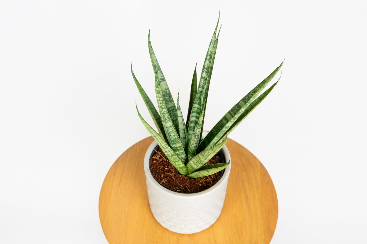 Sansevieria cylindrica 'Dancing Queen' w doniczce – elegancka i wytrzymała roślina do wnętrz_2.jpg