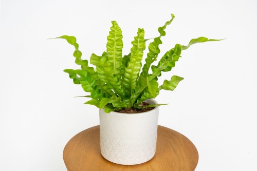 Paproć Asplenium nidus ‘Crispy Wave’ 