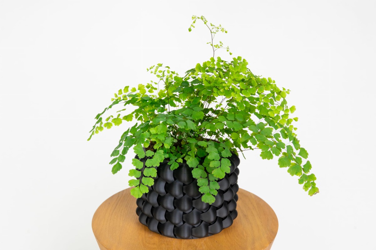 Paproć adiantum raddianum 'fragrans'.jpg