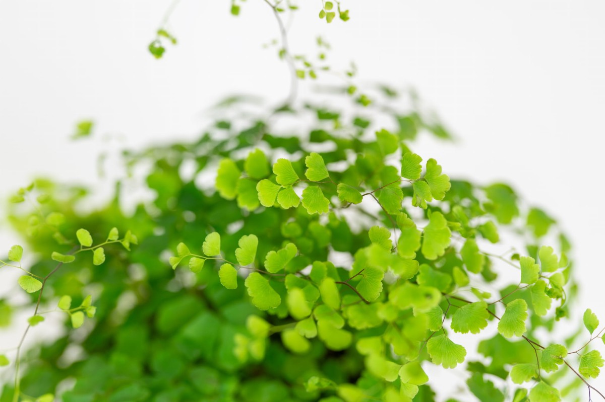 Paproć Niekropień Klinowaty (Adiantum raddianum 'Fragrans') – delikatne, jasnozielone listki o zwiewnym pokroju.jpg