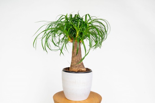 Nolina wygięta 'Beaucarnea recurvata'