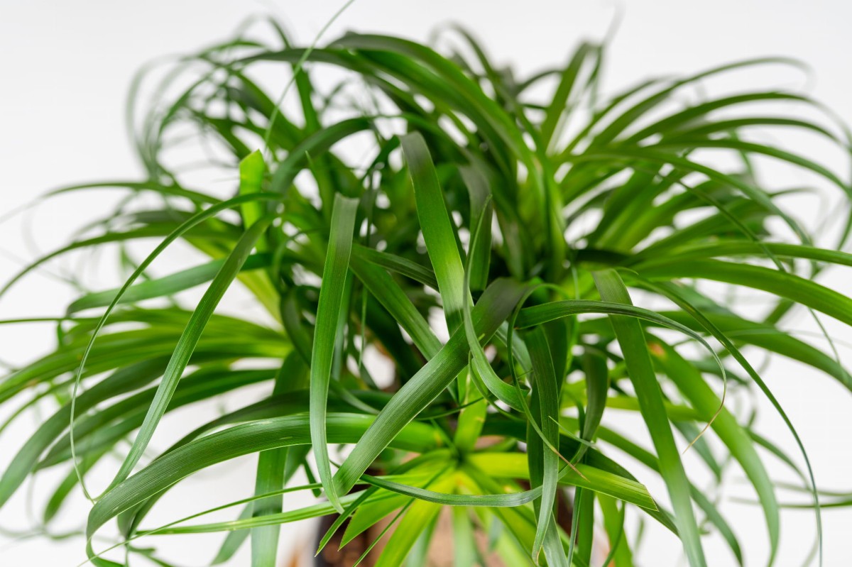 Nolina wygięta (Beaucarnea recurvata) – elegancka roślina doniczkowa o długich, zwisających liściach Zielona Flora_2.jpg
