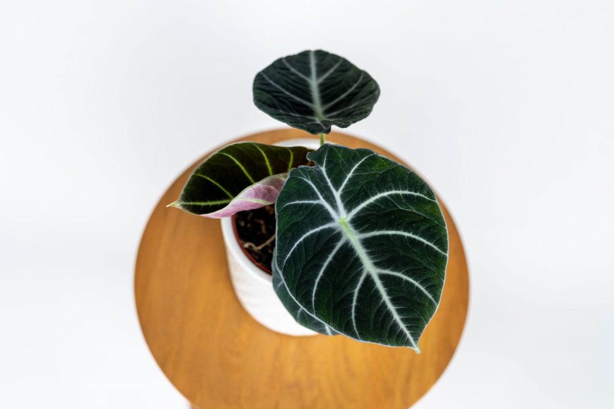 Alocasia Black Velvet w domowej aranżacji – egzotyczny akcent do salonu lub biura.jpg